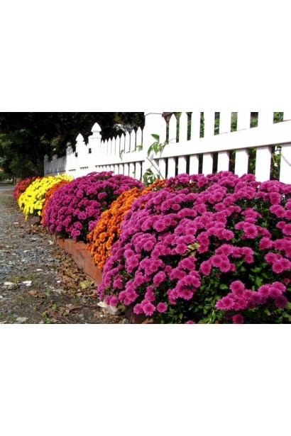 Хризантема Мультіфлора